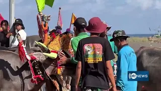 Bali's Epic Buffalo Racing Festival! 🐃🔥
