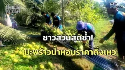 ชาวสวนสุดช้ำ! มะพร้าวน้ำหอมราคาดิ่งเหว : เรื่องเด่นทั่วไทย ชาวสวนสุดช้ำ! มะพร้าวน้ำหอมราคาดิ่งเหว : เรื่องเด่นทั่วไทย