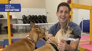 Tempe animal shelter offers 'Borrow a Buddy' foster program for pet parents