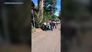 Bear spotted in Denver's Platt Park neighborhood as Colorado reports surge in sightings