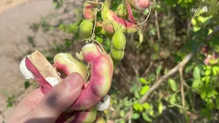 Daily Chronicle | The Unmonitored Fruits