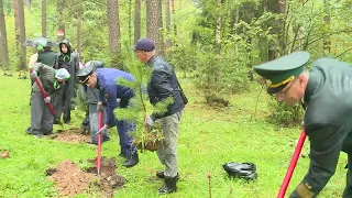 Ivanovo school foresters planted pines in the park