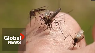 Saskatchewan swarmed: Mosquito counts surpass 10-year average