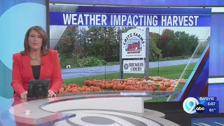 Weather's impact on the apple and pumpkin harvest