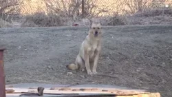 Кормить нельзя, штрафовать!