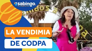 THE CODPA GRAPE HARVEST: Tradition, wine, and flavors - Sabingo
