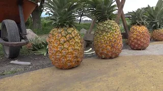 FT ALLY PINEAPPLE SALES