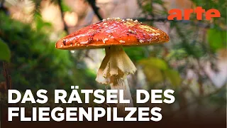 Der Fliegenpilz: Zwischen Mythos und Wissenschaft | Doku HD | ARTE