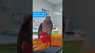Красноярцы спасли раненного сокола