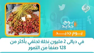 في ديالى 2 مليون نخلة تحتفي بأكثر من 128 صنفاً من التمور