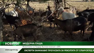 МОДЕРНА ПАША: Животните на Теодор Вълчев излизат с GPS