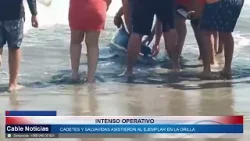 16 FEB 2026 Delfín varado fue reintegrado al mar en Playa Chica de Cartagena 16 FEB 2026 Delfín varado fue reintegrado al mar en Playa Chica de Cartagena