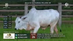 De Olho na Fazenda Pecuária BR vende a preço fixo fêmeas nelore PO prenhas no Canal do Boi