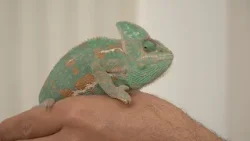 Egzotikus invázió Kaposváron