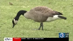 Bristol leaders to make decision on plan to euthanize geese