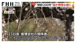 名所「大原大しだれ桜」十数本の枝に切られた痕 樹齢200年…管理会社「老木だが大事にしてほしい」 大分・日田市（2026年03月26日）