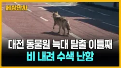대전 동물원 늑대 탈출 이틀째…비 내려 수색 난항 [세상만사] #대전동물원 #늑대탈출