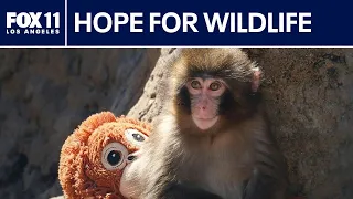 2 heartwarming animal stories that will make your day