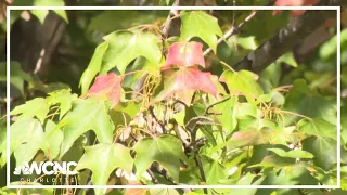 Weather IQ: Fall foliage or struggling trees?