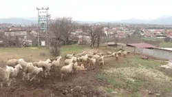Појавата на болеста овчи сипаници во Лопати засега успешно е сузбиена и се држи под контрола