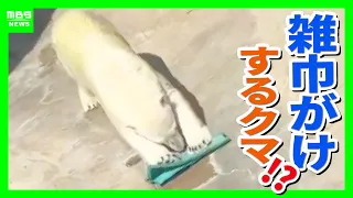 【“雑巾がけ”するクマ？】ホッキョクグマ「ゆめ」の行動に隠された野生の習性　猛暑を乗り切る動物園の工夫とは　兵庫県「神戸市立王子動物園」