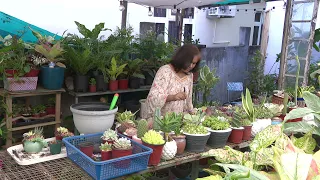 Mon Jardin Ma Maison - Les Succulents