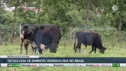 Tecnologia de embriões para reprodução bovina é desenvolvida no Brasil