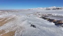 ?Стадо диких яков в Ганьсу