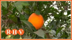 Cooperativa La Vall de la Casella: visitem un camp de navelines