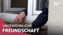 Krähe begleitet Mann täglich zur Arbeit