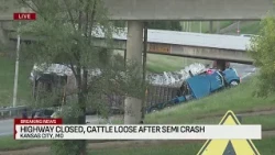 Two people critically hurt, several cows loose after crash in downtown Kansas City