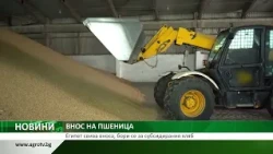 ВНОС НА ПШЕНИЦА: Египет свива вноса, бори се за субсидирания хляб