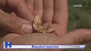 Éjszakai lepkeles – ZTV Híradó 2026-07-31