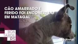 Cão amarrado e ferido foi encontrado em matagal