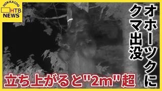 立ち上がった姿は"２ｍ"超　巨大グマが北海道オホーツクに出没…興部町や紋別市で目撃・足跡が相次ぐ