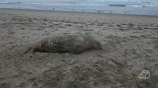 Sea lion found beheaded at San Francisco's Ocean Beach, prompting investigation