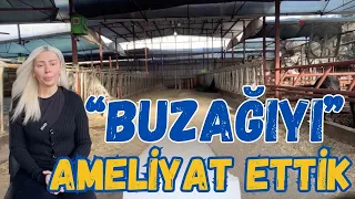 Buzağıyı, Ameliyat Ettik!