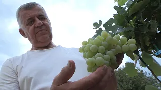 A bor és a csemegeszőlő is összehoz