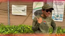 Estero El Soldado, recolección de semillas de mangle