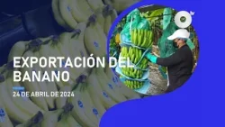 #NoticiasEcuador | Leve aumento de exportación del banano 24/04/2024
