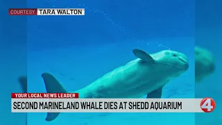 Second Marineland whale dies at Shedd Aquarium