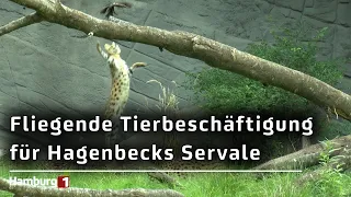 Up to 3 meters high: Hagenbeck's servals show off their jumping power with a special activity