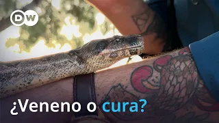 Snake toxins in Mexico reveal unexpected potential