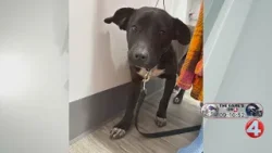 Wake up Wags: Gus is looking for a forever home