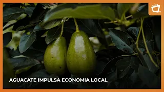 Avocado production in #Nicaragua reaches 10.3 million