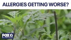 Allergies worsen with warming climate, here's why | FOX6 News Milwaukee