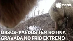 Ursos-pardos têm rotina gravada no frio extremo Ursos-pardos têm rotina gravada no frio extremo