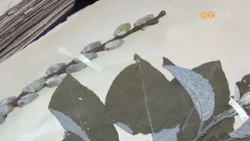 A kecskefűz lett az év fája 2026-ban