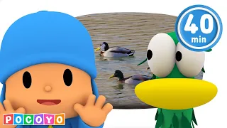 🦆 Pocoyo and the Mystery of the NEW Duck! The Best of the Duck! | Pocoyo English | CARTOONS