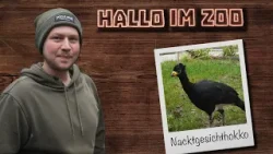 Neue Voliere für die Nacktgesichthokkos